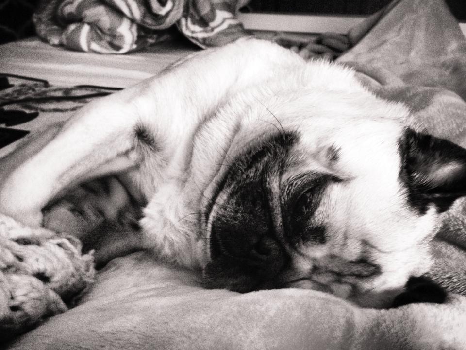 The Life of a Pug